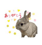 わんにゃんうさちゃん（個別スタンプ：2）