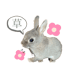 わんにゃんうさちゃん（個別スタンプ：4）