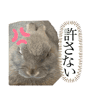 わんにゃんうさちゃん（個別スタンプ：7）