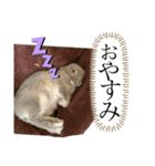 わんにゃんうさちゃん（個別スタンプ：8）