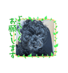 黒トイプーの雷蔵くん2（個別スタンプ：16）