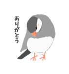 文鳥スタンプ 白文鳥と文鳥（個別スタンプ：12）