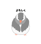 文鳥スタンプ 白文鳥と文鳥（個別スタンプ：14）
