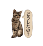 とら日記3（個別スタンプ：1）