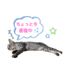 とら日記3（個別スタンプ：4）
