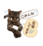 とら日記3（個別スタンプ：7）