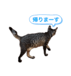 とら日記3（個別スタンプ：8）