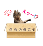 とら日記3（個別スタンプ：10）