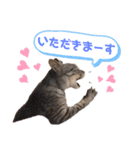 とら日記3（個別スタンプ：11）