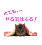 とら日記3（個別スタンプ：14）