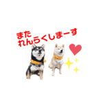 豆柴おやこてつこ＆ぼたんのスタンプ❤️（個別スタンプ：1）
