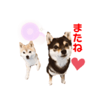 豆柴おやこてつこ＆ぼたんのスタンプ❤️（個別スタンプ：6）