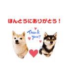 豆柴おやこてつこ＆ぼたんのスタンプ❤️（個別スタンプ：8）