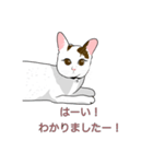 石田さん猫ちゃん（個別スタンプ：1）