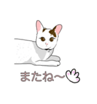 石田さん猫ちゃん（個別スタンプ：2）