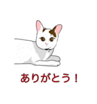 石田さん猫ちゃん（個別スタンプ：3）