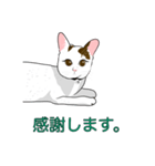 石田さん猫ちゃん（個別スタンプ：4）