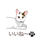 石田さん猫ちゃん（個別スタンプ：5）