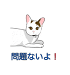 石田さん猫ちゃん（個別スタンプ：6）