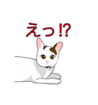 石田さん猫ちゃん（個別スタンプ：7）