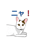 石田さん猫ちゃん（個別スタンプ：8）
