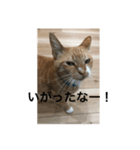 なまってるネコ（個別スタンプ：7）