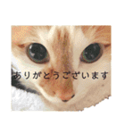 いっちのお戯れ（個別スタンプ：1）