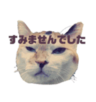 いっちのお戯れ（個別スタンプ：11）