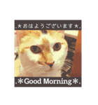 いっちのお戯れ（個別スタンプ：15）