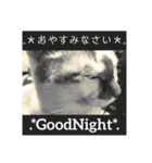 いっちのお戯れ（個別スタンプ：16）