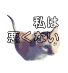 いっちのお戯れ（個別スタンプ：21）