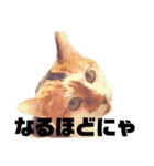 いっちのお戯れ（個別スタンプ：23）