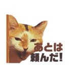 いっちのお戯れ（個別スタンプ：26）