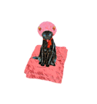 Happy Rock cat special2（個別スタンプ：8）