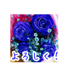 バラのお花（薔薇、ばら）（個別スタンプ：1）