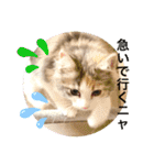 猫のスタンプ♡（個別スタンプ：1）