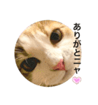 猫のスタンプ♡（個別スタンプ：2）