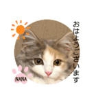猫のスタンプ♡（個別スタンプ：3）