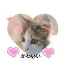 猫のスタンプ♡（個別スタンプ：4）