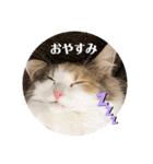 猫のスタンプ♡（個別スタンプ：5）