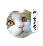 猫のスタンプ♡（個別スタンプ：7）