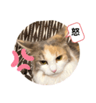 猫のスタンプ♡（個別スタンプ：8）