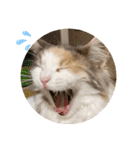 猫のスタンプ♡（個別スタンプ：9）