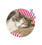 猫のスタンプ♡（個別スタンプ：10）