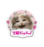 猫のスタンプ♡（個別スタンプ：11）