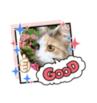猫のスタンプ♡（個別スタンプ：12）