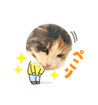 猫のスタンプ♡（個別スタンプ：13）