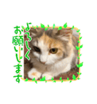 猫のスタンプ♡（個別スタンプ：15）
