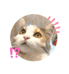 猫のスタンプ♡（個別スタンプ：17）