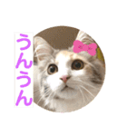 猫のスタンプ♡（個別スタンプ：19）